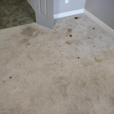 Heavy-Pet-Stain-Removal-in-Huntsville-AL 2